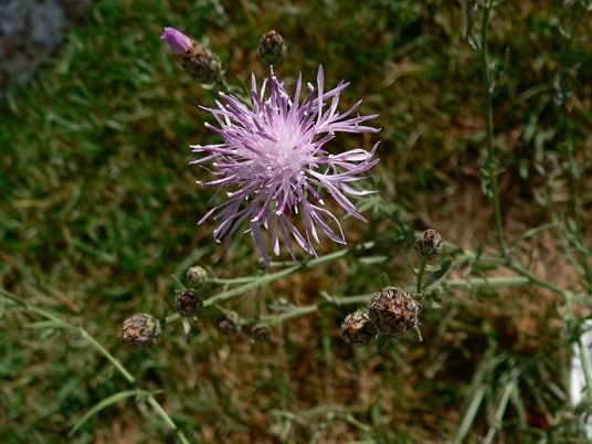 {Centaurea maculosa}